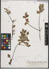 Foto von Salix starkeana Willd.